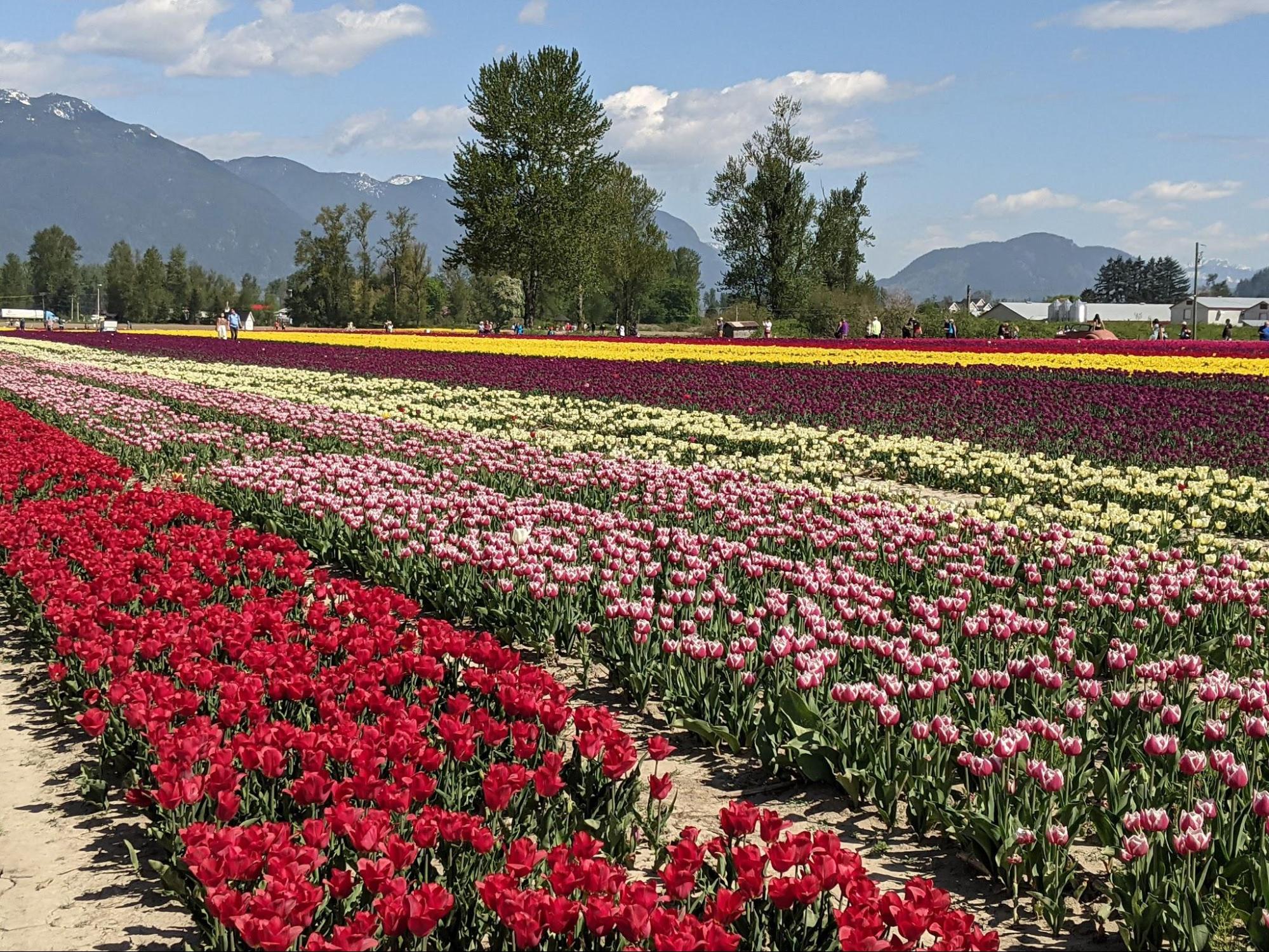 Field of tulips A large field of multi-colored tulips growing in rows at the Chilliwack tulips festival.