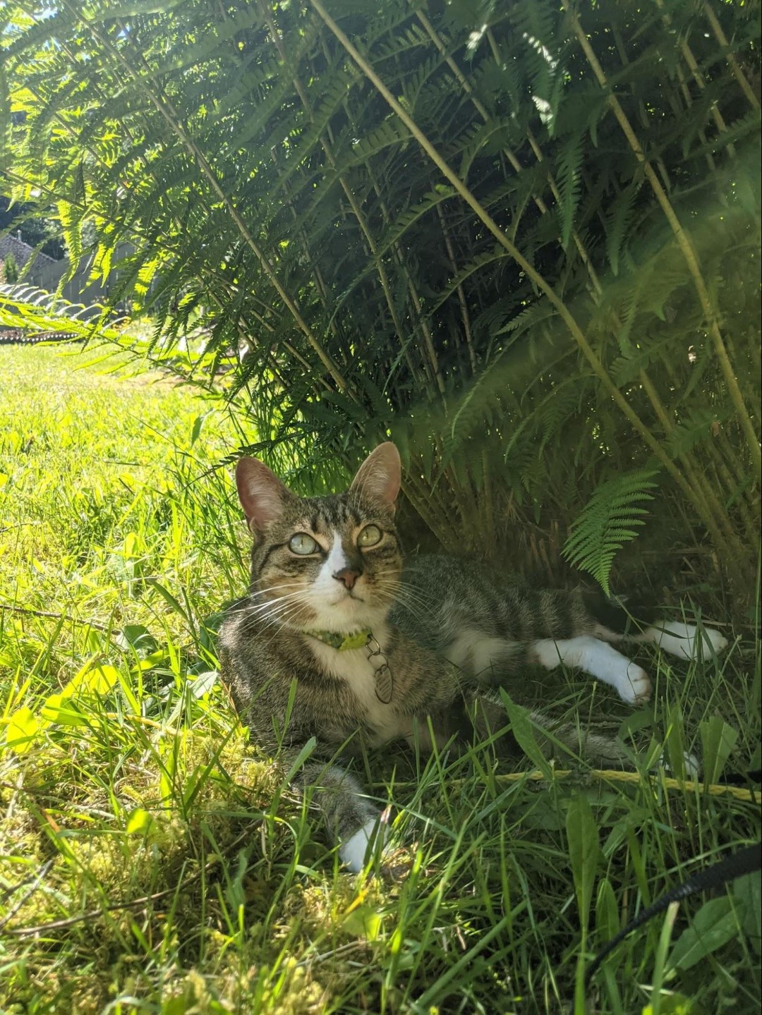 Adventure cat chills out Benny enjoying the shade in his backyard.