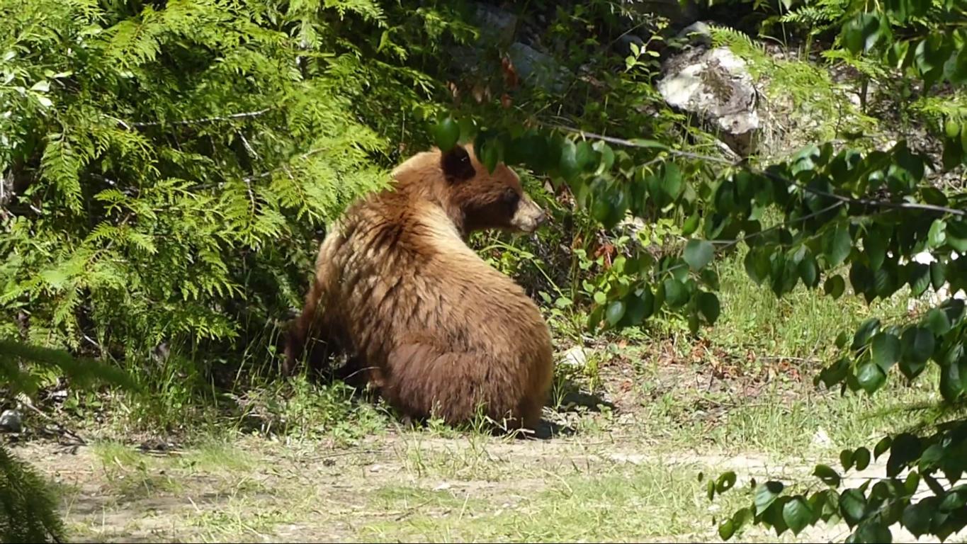 Not a grizzly bear A brown black bear enjoys foraging for berries next to some bushes in a small grassy clearing.