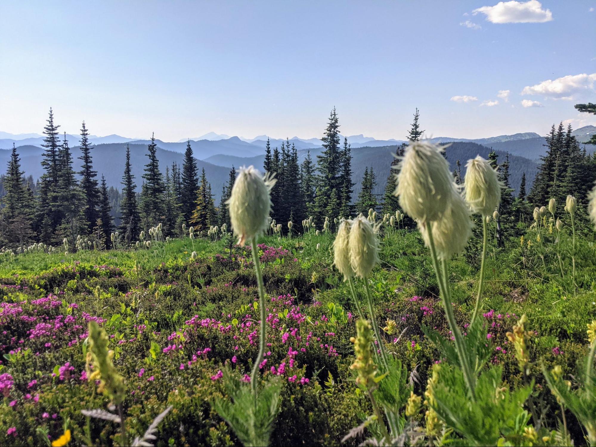 Alpine Meadow Wildflowers in the alpine meadows at Manning Park, British Columbia. The Cascade mountains can be seen in the background.
