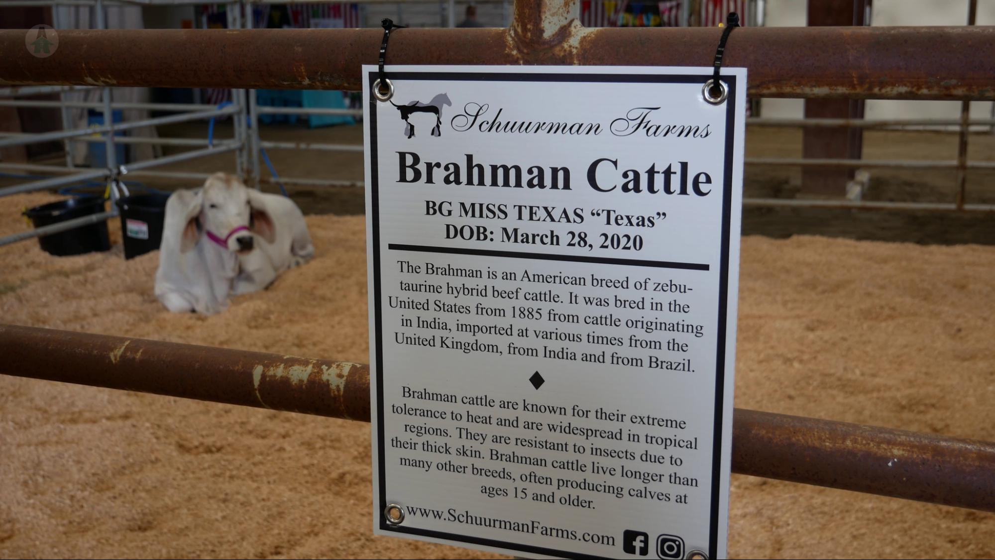 About Brahman Cattle An educational exibit at the Chilliwack Fair 2021