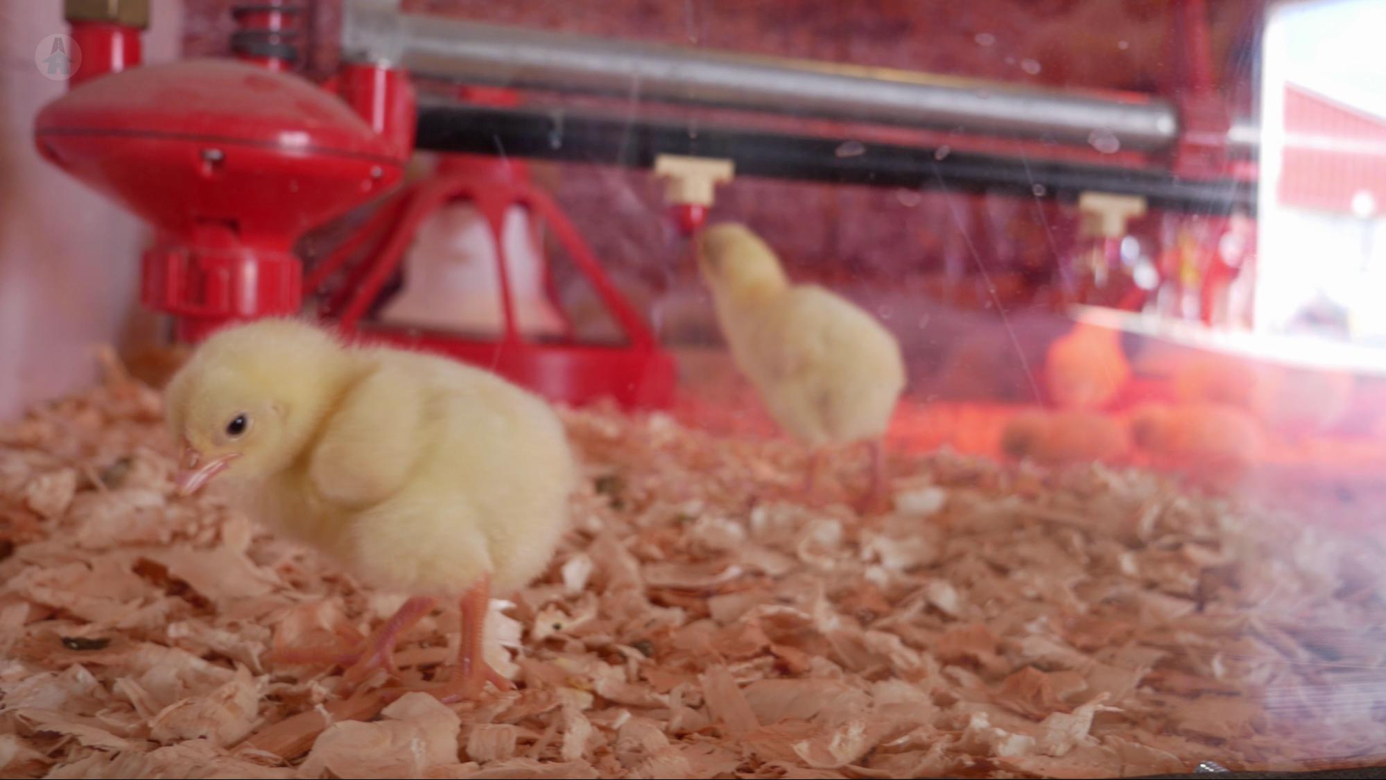 Baby Chicken a chick on it's first day of life after hatching at the Chilliwack Fair 2021