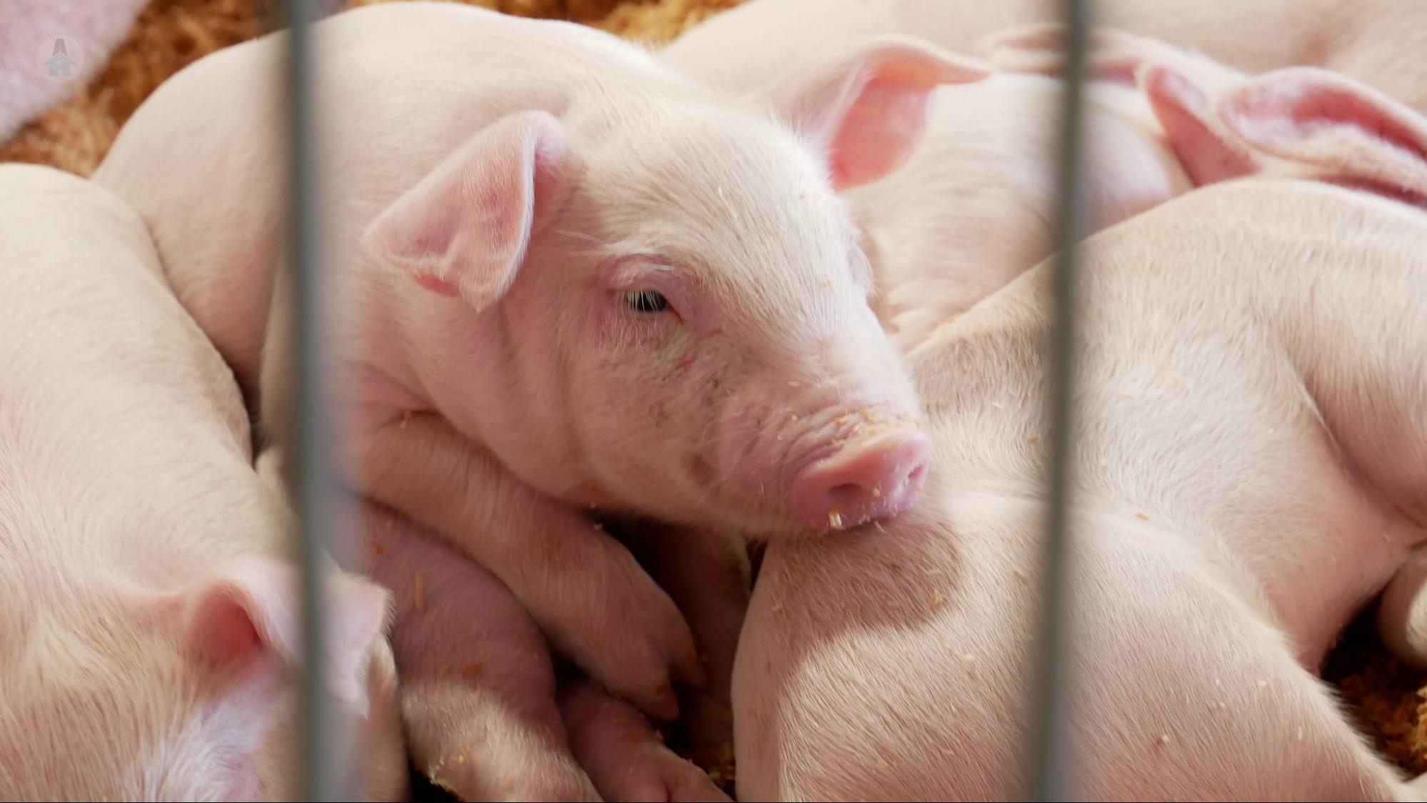 Piglet A litter of piglets at the Chilliwack Fair 2021