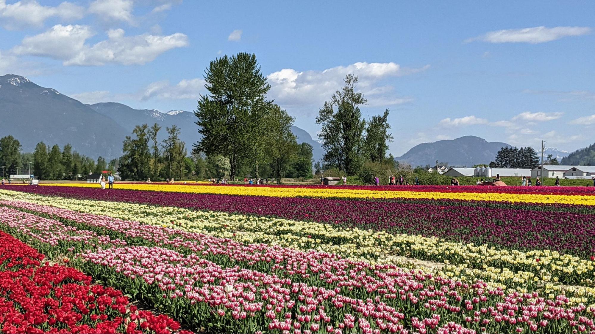 Tulip field A blanket of colourful tulips covers the fields at the Chilliwack Tulips festival.