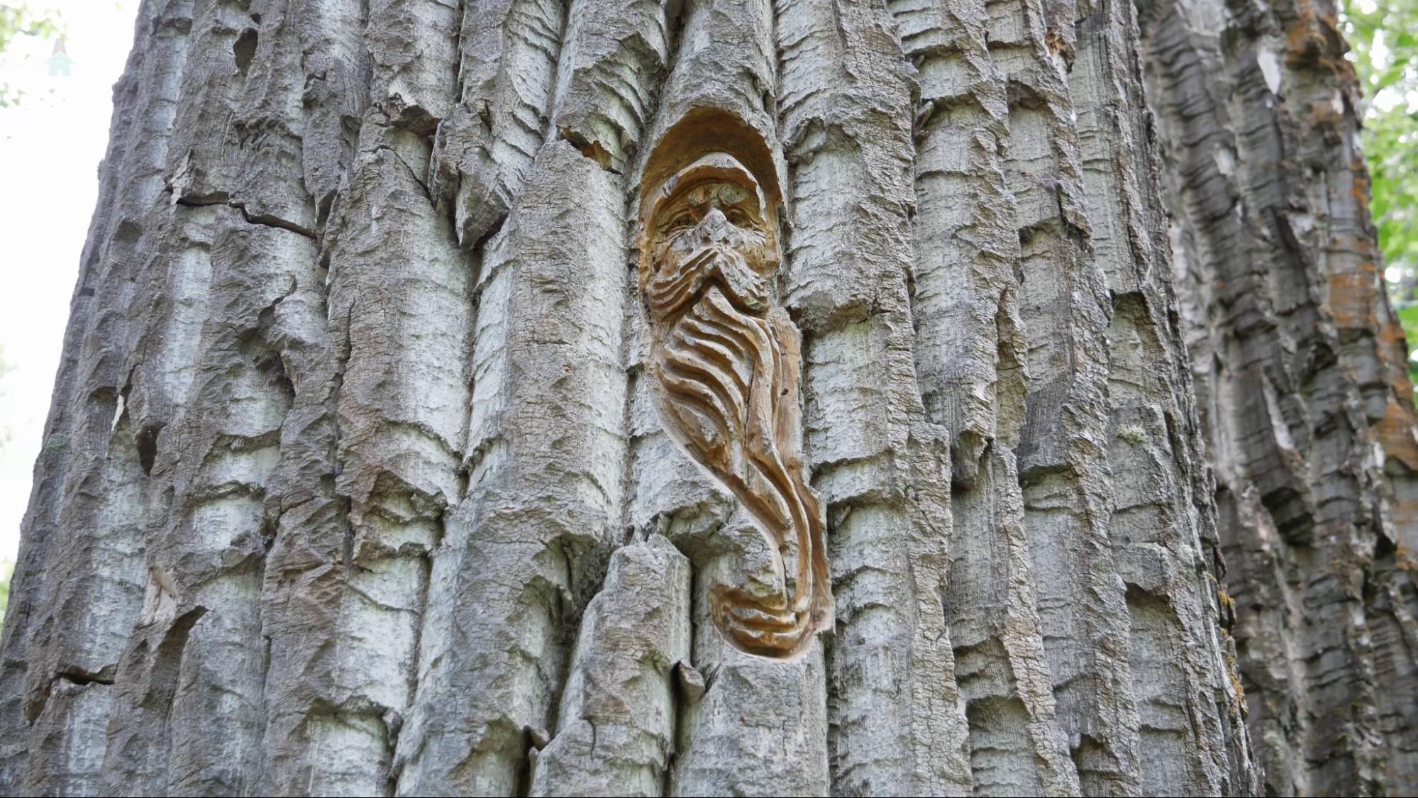 bark carving one of the bark carvings on the Cottonwood Island Loop trail in Prince George, BC